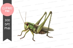 Green grasshopper clipart png Product Image 1