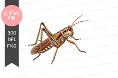 Illustrated grasshopper clipart png Product Image 1
