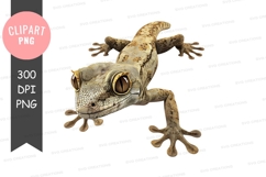 Gecko lizard clipart png Product Image 1