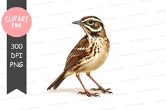 Brown songbird clipart png Product Image 1
