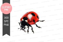 Red ladybug clipart png Product Image 1