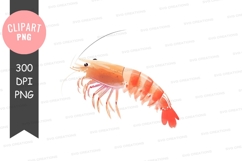 Vibrant shrimp clipart png Product Image 1