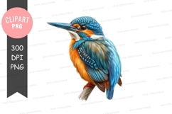 Vibrant kingfisher clipart png Product Image 1