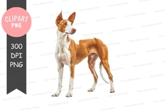 Graceful ibizan hound Product Image 1