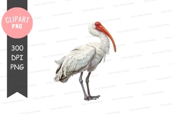 White ibis clipart png Product Image 1