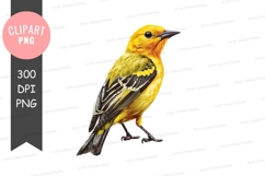 Yellow bird clipart png Product Image 1