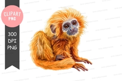Golden lion tamarin clipart png Product Image 1