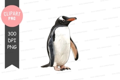Penguin clipart png Product Image 1