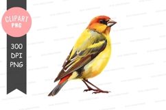 Vibrant yellow and orange bird Product Image 1