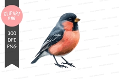 Clipart png of a beautiful bird Product Image 1