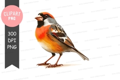 Vibrant songbird clipart png Product Image 1
