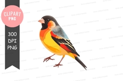 Vibrant bird clipart png Product Image 1