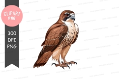 Majestic brown falcon clipart png Product Image 1