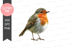 Robin bird clipart png Product Image 1