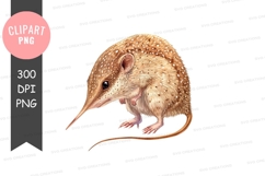 Brown banded shrew clipart png Product Image 1
