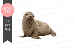 Cute seal clipart png Product Image 1
