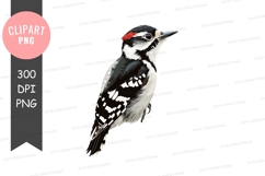 Woodpecker clipart png Product Image 1