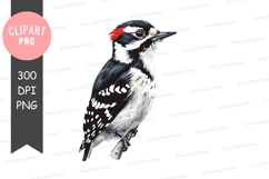 Woodpecker clipart png Product Image 1
