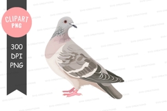 Clipart png of a turtle dove Product Image 1