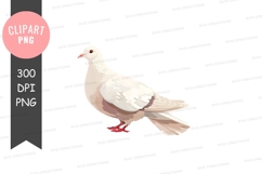 White dove clipart png Product Image 1