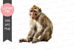 Thoughtful monkey clipart png Product Image 1