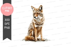 Coyote sitting on snow Product Image 1