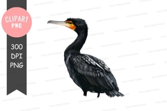Double-crested cormorant clipart png Product Image 1