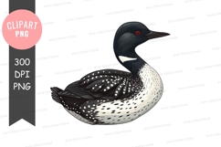 Loon bird clipart png Product Image 1