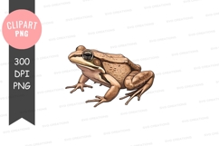 Brown frog clipart png Product Image 1