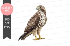 Majestic brown and white hawk clipart png Product Image 1