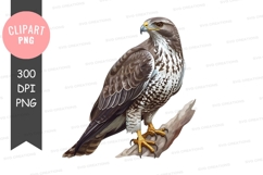 Majestic brown falcon clipart png Product Image 1