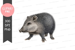 Gray opossum clipart png Product Image 1