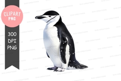 Chinstrap penguin clipart png Product Image 1