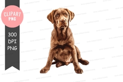 Brown labrador retriever sitting Product Image 1