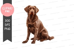 Brown dog sitting Product Image 1