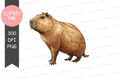 Capybara clipart png Product Image 1