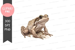 Cool frog with sunglasses Product Image 1