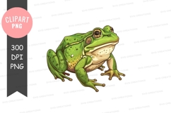 Green frog clipart png Product Image 1