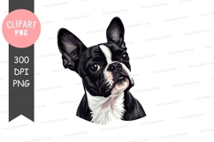 Portrait of a boston terrier Product Image 1