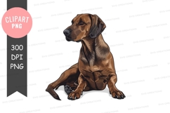 Brown dog sitting Product Image 1