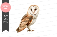 Barn owl clipart png Product Image 1