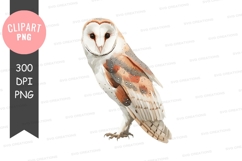 Barn owl clipart png Product Image 1