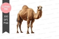 Standing camel Product Image 1