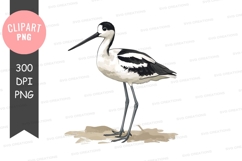 Avocet bird clipart png Product Image 1