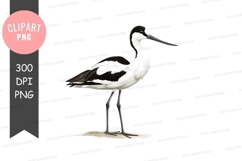 Avocet bird clipart png Product Image 1