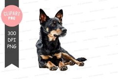 Loyal australian cattle dog Product Image 1