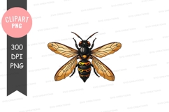 Illustrated cicada clipart png Product Image 1