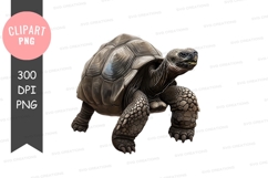 Tortoise clipart png Product Image 1