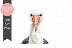 Close-up of a seagull's face Product Image 1