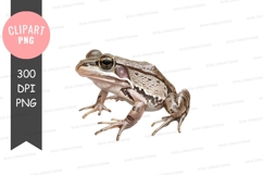 Golden frog clipart png Product Image 1